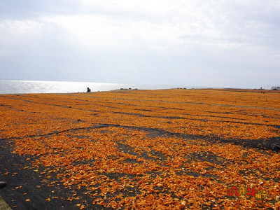 제주도 관광정보'