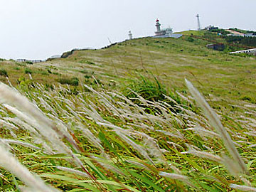 제주도 관광정보'